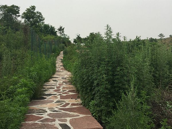 森淼鱻生态庄园教您几项滑草训练的要领